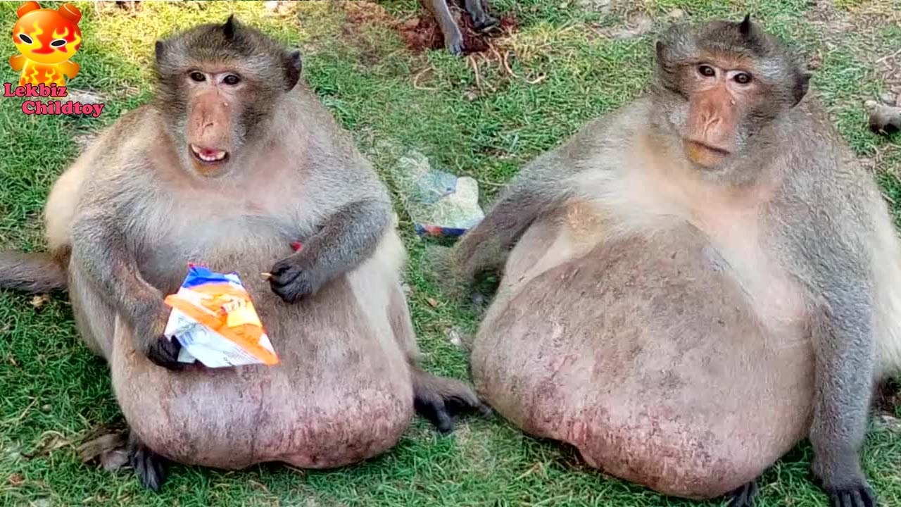 Fat Monkey : Hey!!! Come to eat Lays Snack again
