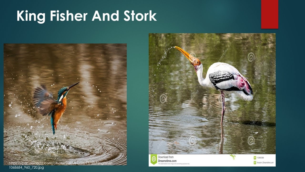 KingFisher And Stork