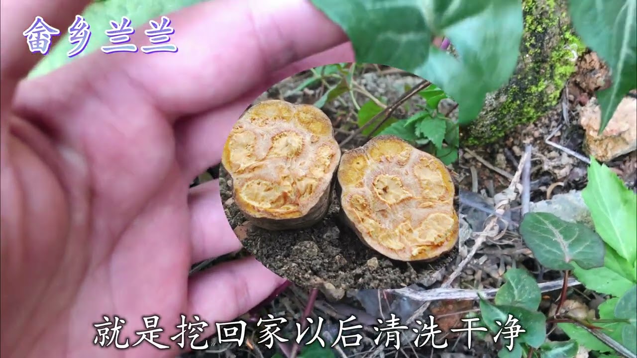 被誉为仙草的&ldquo;何首乌&rdquo;生食原来还有毒！这些常识你可知道？