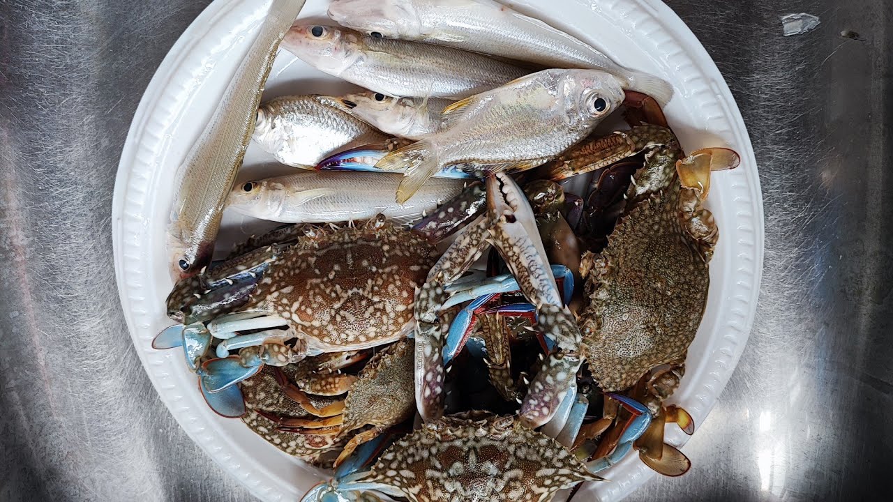 Memancing ketam dan ikan bolos dari beranda hotel | Hasil memuaskan hati