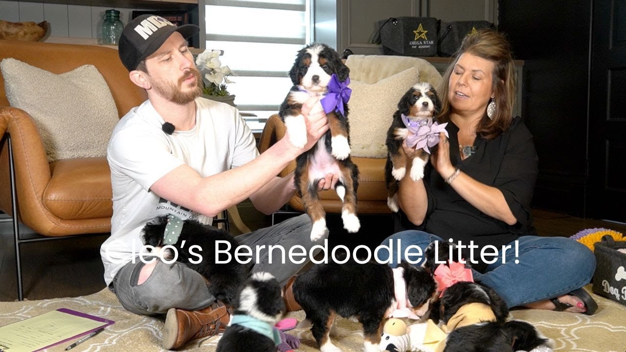Cleo & Firestone's Bernedoodle Litter!