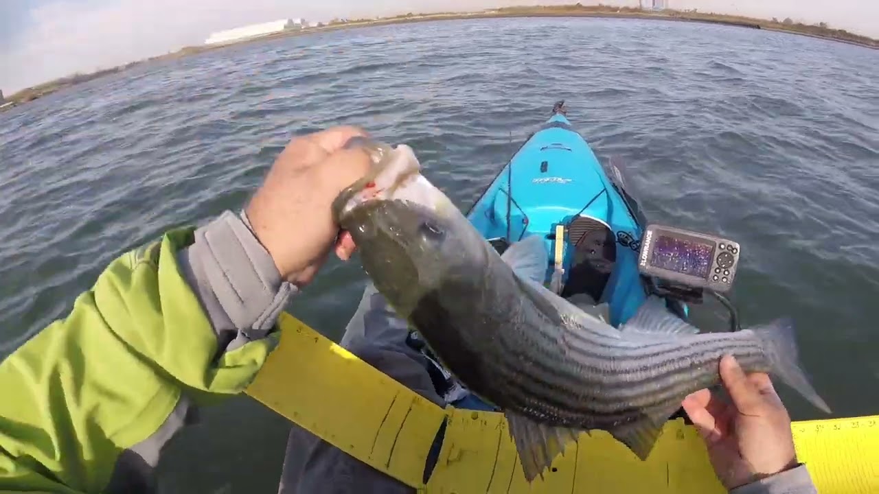 Jamaika bay striped bass fishing