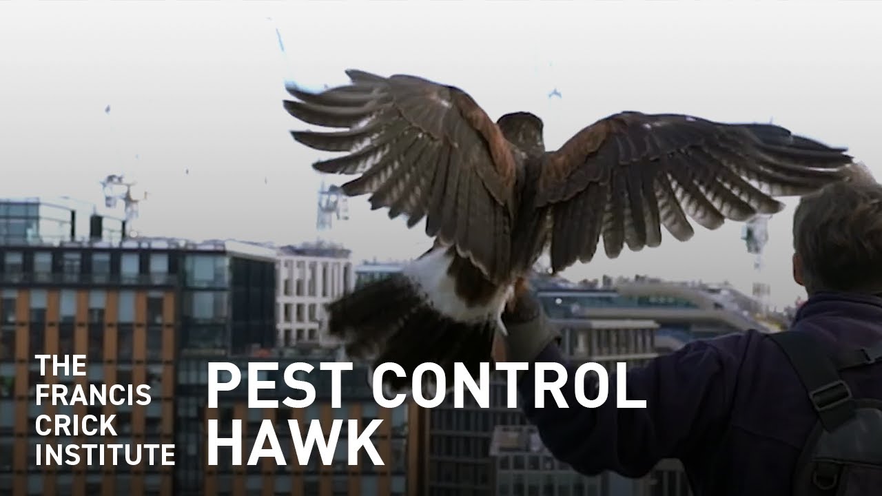 The Francis Crick Institute's Weekly Pest Control Hawk