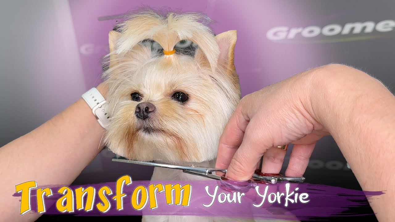 Yorkshire Terrier Grooming | In-Depth Yorkie Grooming Guide for Perfect Haircuts | Watch the Result!