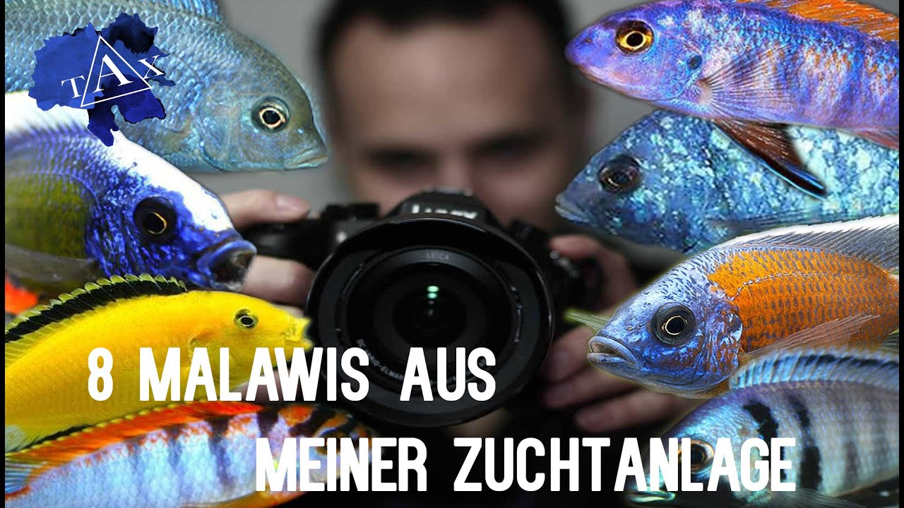 8 MALAWIS aus meiner ZUCHTANLAGE /TAX