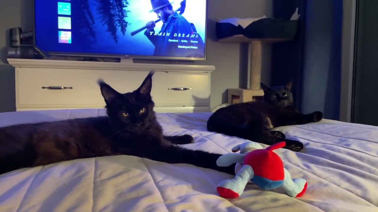 Django and Cosmo is live