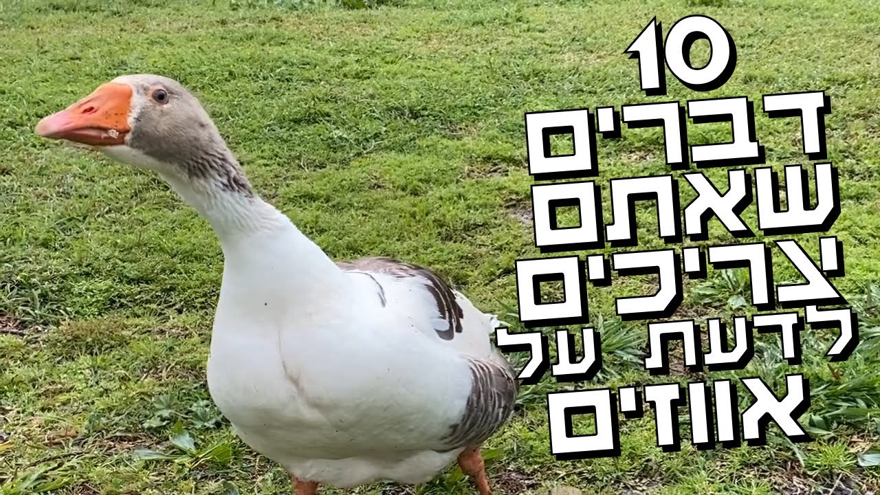 אווזים אווזים בואו הביתה