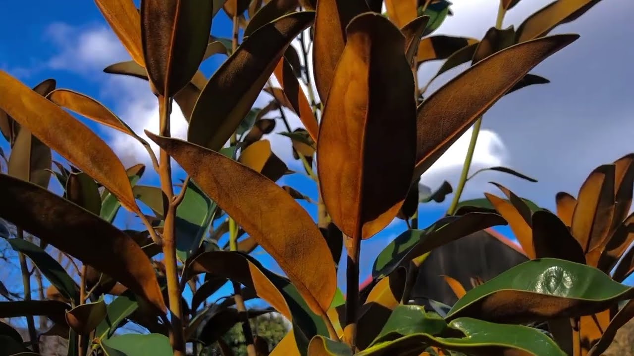 Magnolia zimozielona grandiflora ,Alta’. Kolumnowa.