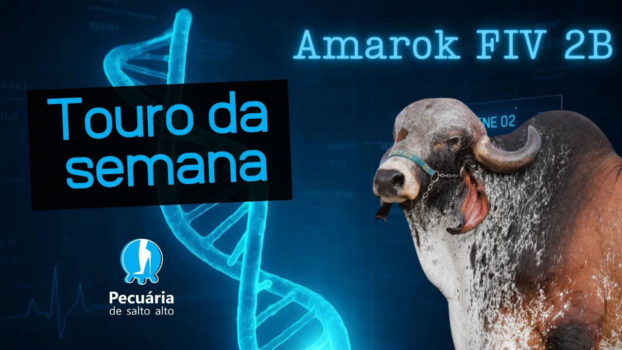 TOURO DA SEMANA: AMAROK FIV 2B