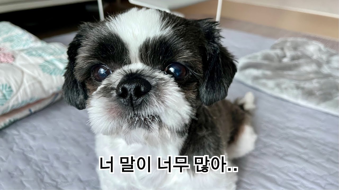 아침마다 말이 너무 많은 강아지........... #시츄