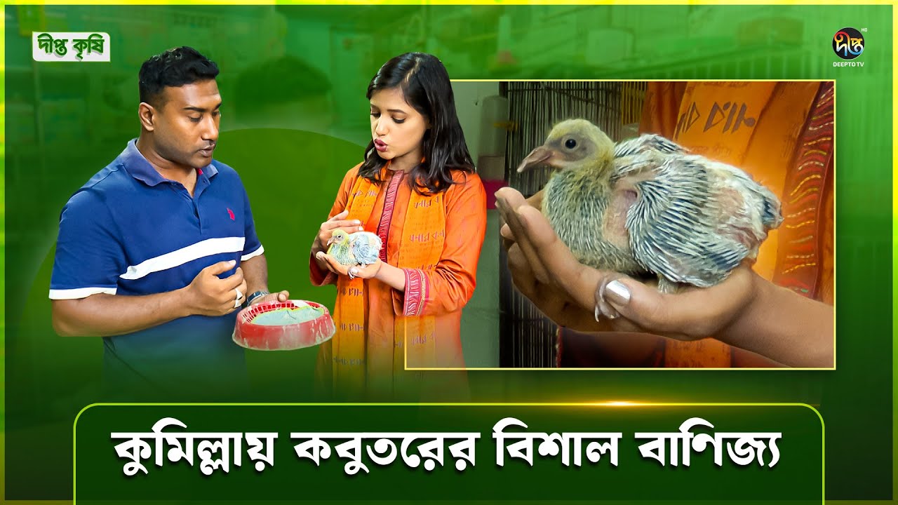 Deepto Krishi | কুমিল্লা দিদার কবুতরের হাট | Cumilla Pigeon Market | Fancy pigeon market in Cumilla