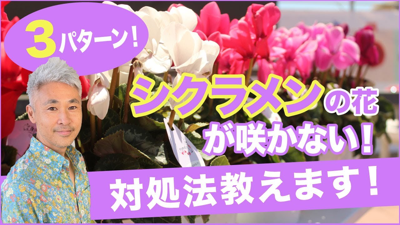 3パターン！シクラメンの花が咲かない！対処法教えます！