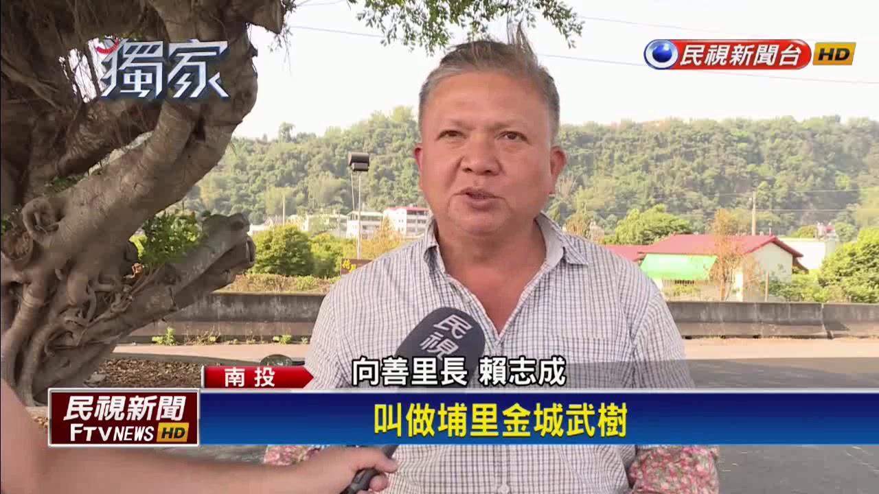 拒當「金城武樹」 埔里向善里民欲尋新樹名－民視新聞