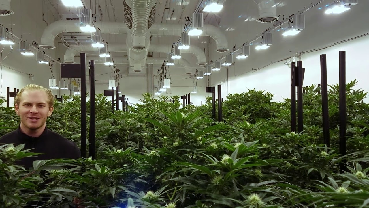 3 a light - commercial cannabis