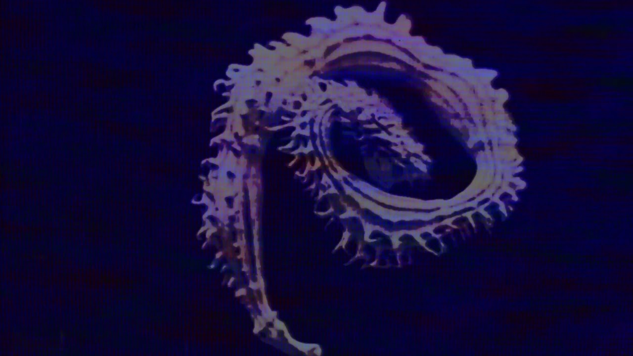 Echo Beds - Still Body