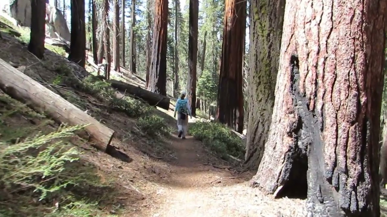 Sequoia Bear Hill to Moro Rock Loop
