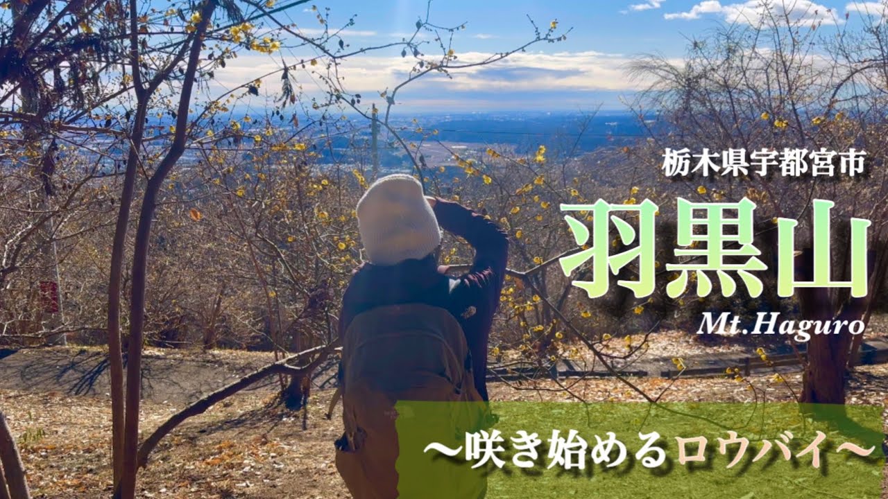 【羽黒山】 低山ハイキング/栃木県宇都宮市　ロウバイの名所