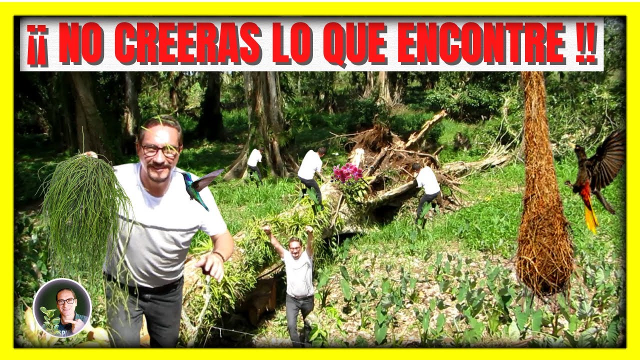 😍😍RESCATANDO ORQUIDEAS Y CACTUS DE LA CALLE,❤️ no tienes idea de lo que encontramos | Gio de la Rosa