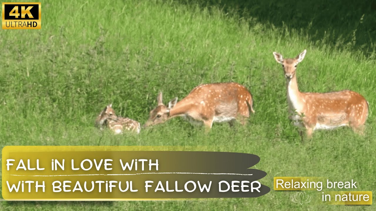 Calm & beautiful fallow deer🔅 in a forest and meadow setting 🔅 with birds singing & relaxmusic