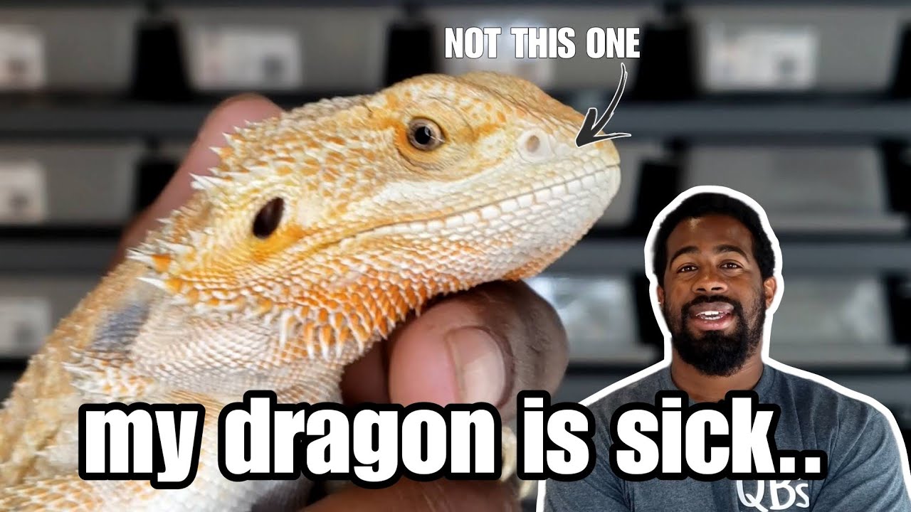 Bearded Dragon Care | Parasites & Deworming