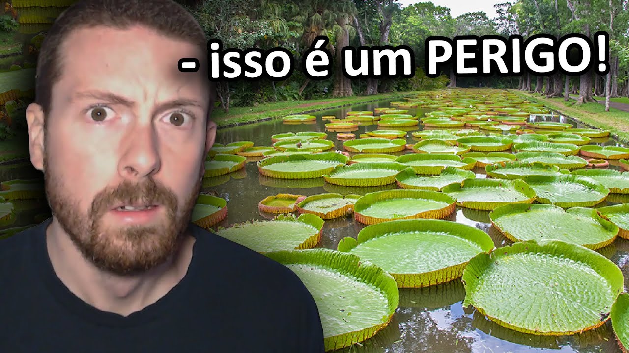 Porque eu tenho MEDO de VITÓRIA-RÉGIA?