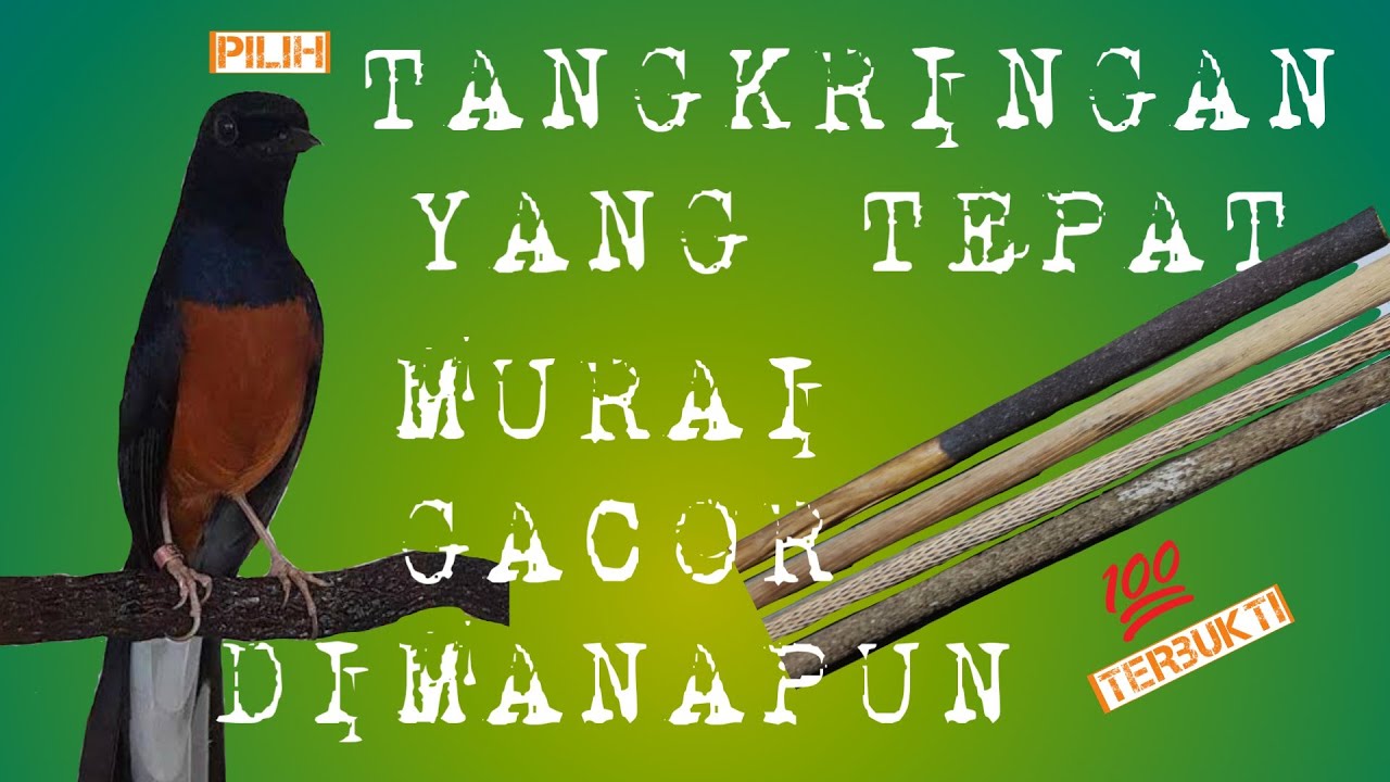 🔴 JENIS TANGKRINGAN TERBAIK UNTUK MURAI EKOR PANJANG❗No 3 & 4 JANGAN DI PAKE YA ⛔