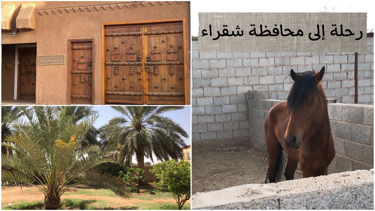 ( رحلة إلى محافظة شقراء )  family journey 🐎🌴