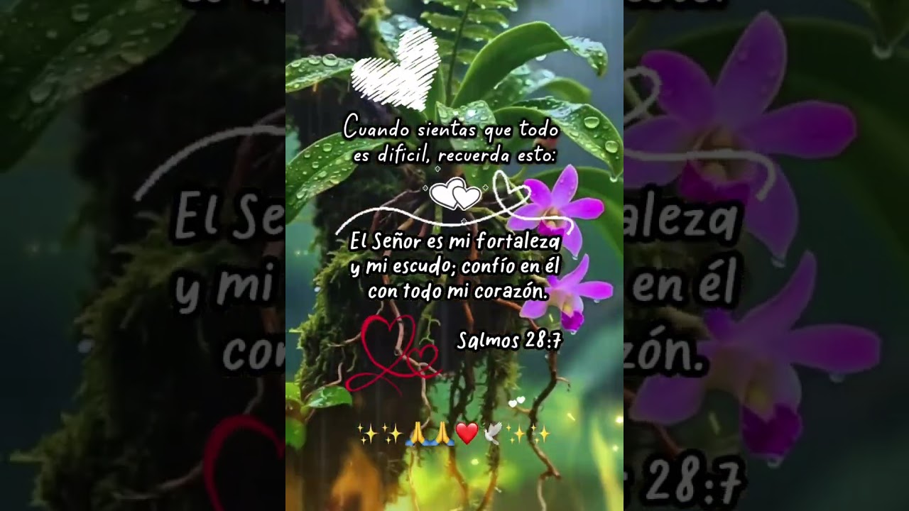 DIOS MI FORTALEZA #feedshort #luzdecristo #lindatarde #paraty #reflexionesdeldia #viralreel #pazyfe