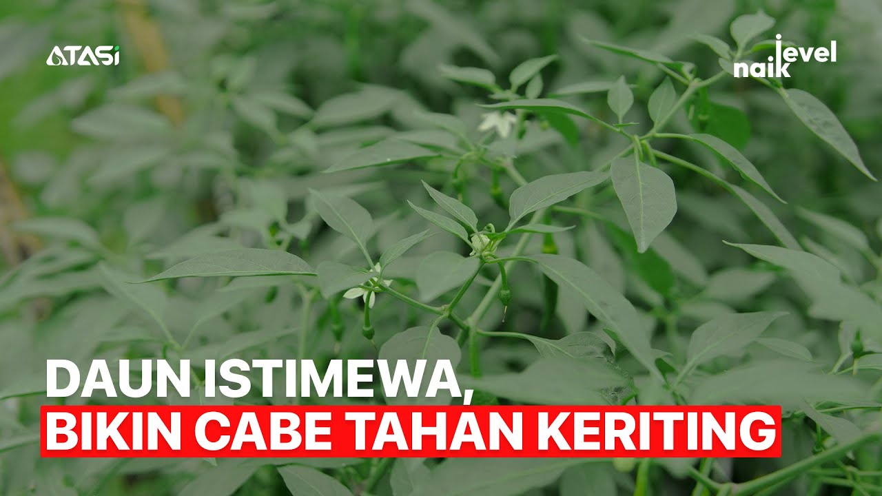 Naik Level | Mendekati Sempurna, 99% Tanaman Cabe Ini Terbebas Dari Keriting
