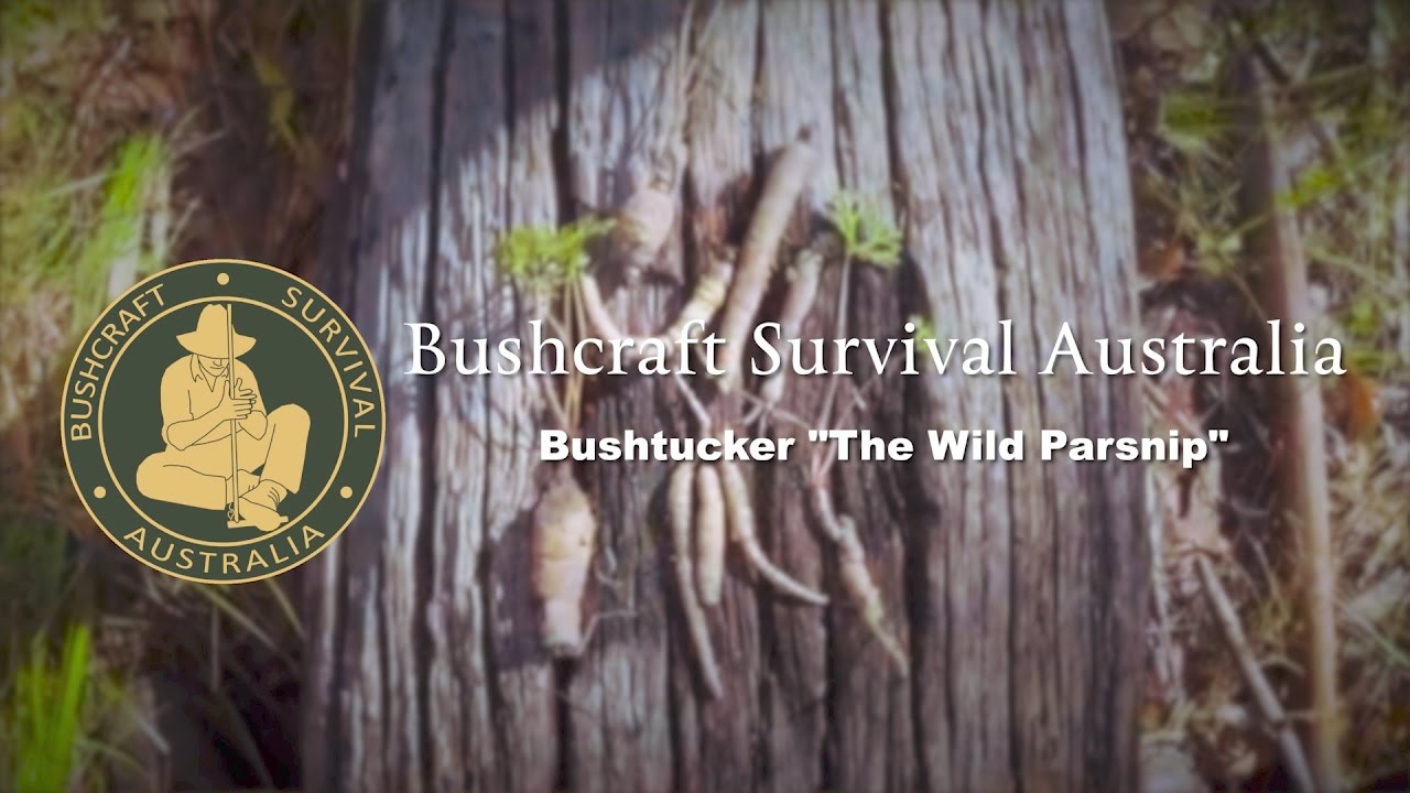 Выживание в лесу в Австралии — Bushtucker 