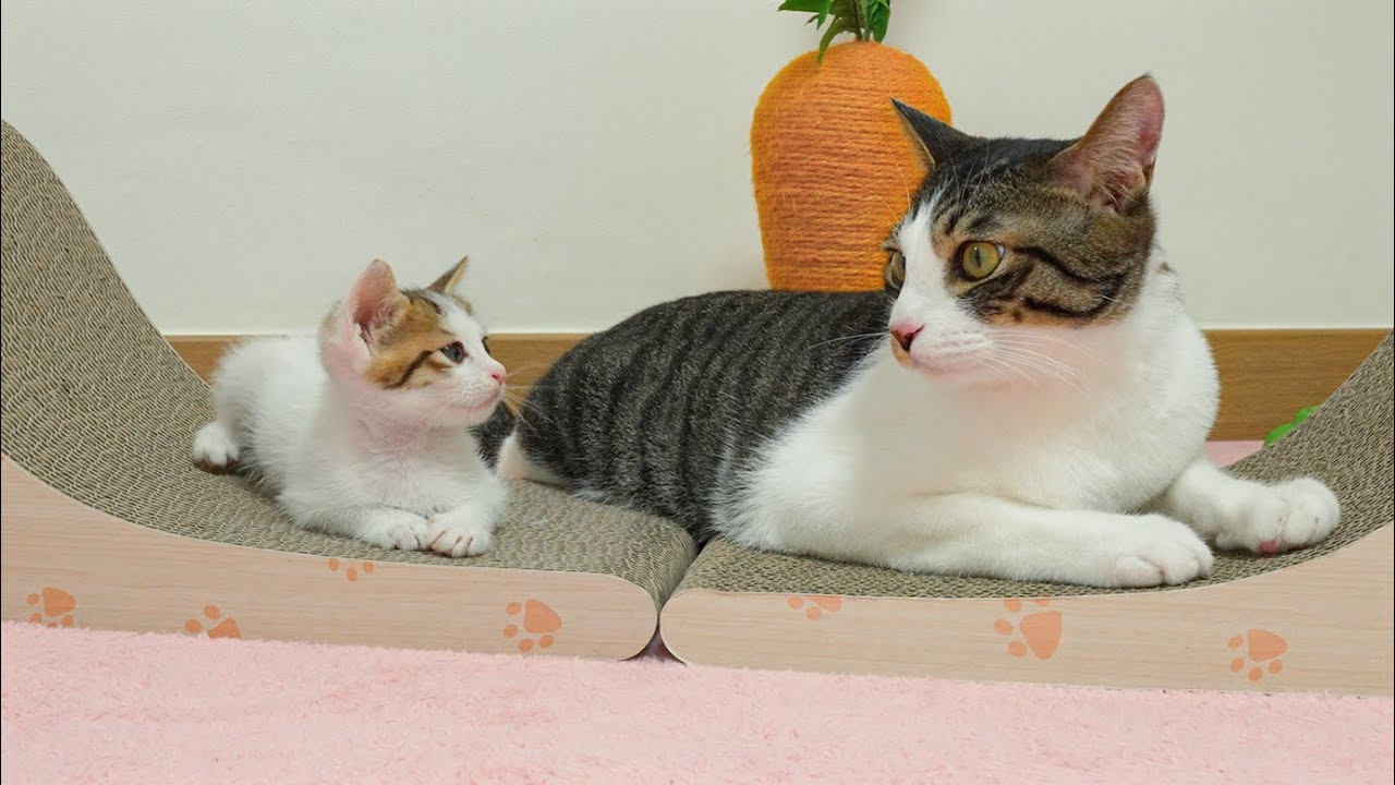 Can the Rescued Kitten Be Friends with the Big Cat? │ Episode.29