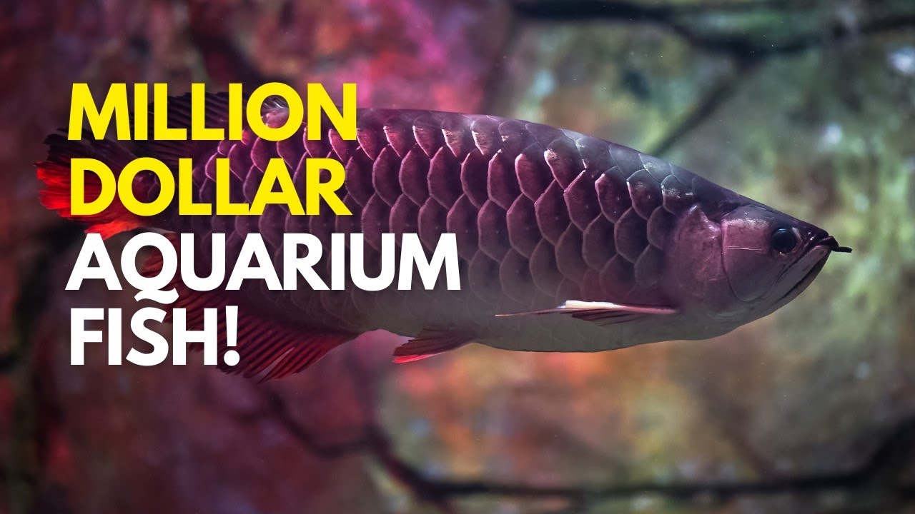 Million Dollar Aquarium Fish! Here are the 10 Most Expensive Fish in the World!