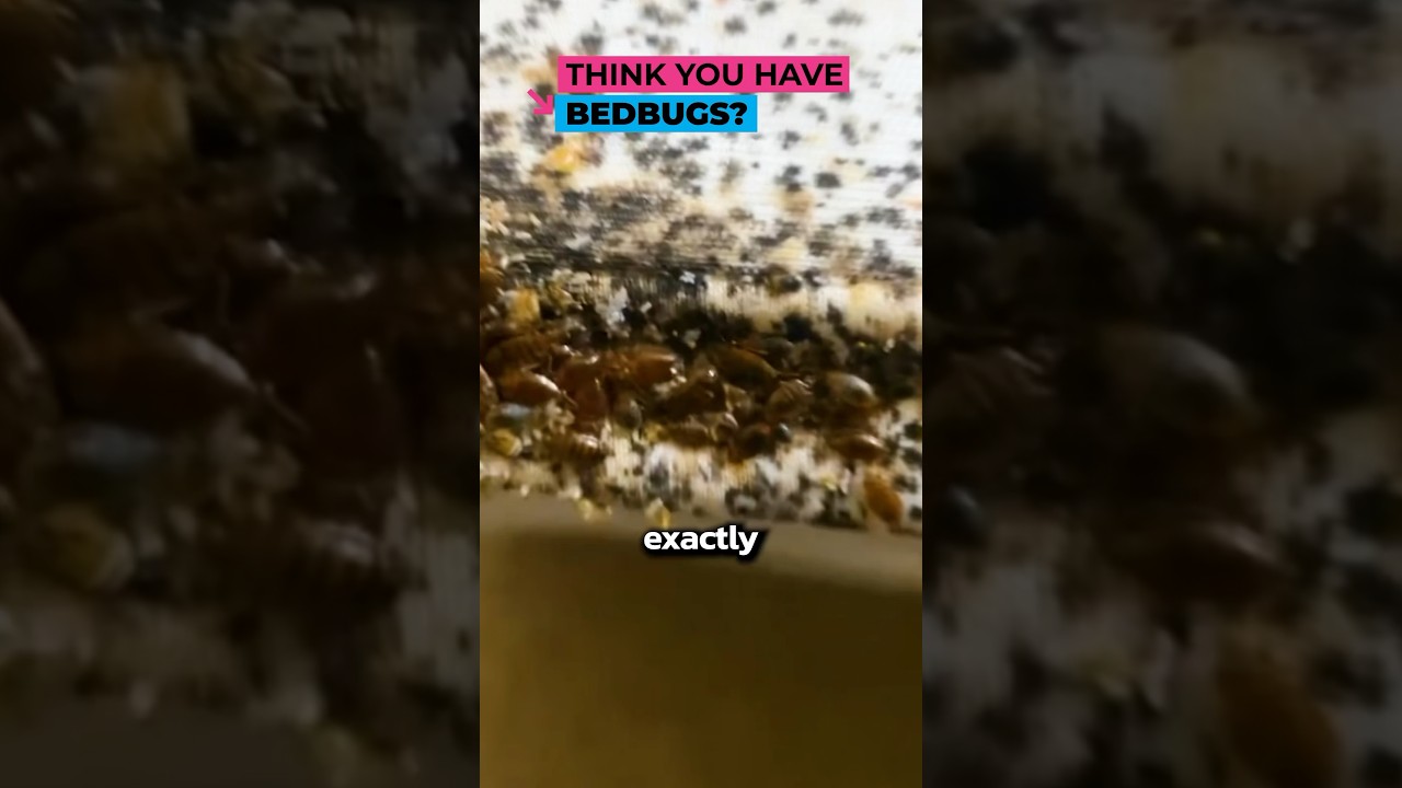 Jak sprawdzić, czy w hotelu są PLUSKWY 🏨