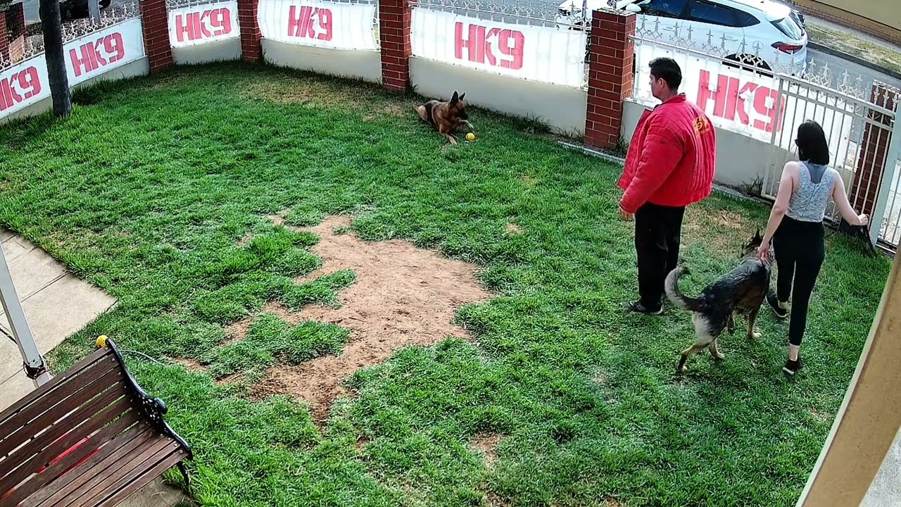 Foundations First: Training the Handler, Not Just the Dog.