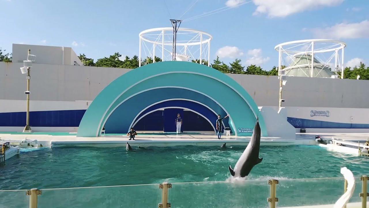千葉県 2022/10/01　鴨川シーワールド「イルカパフォーマンス」Dolphin show at Kamogawa Sea World, Chiba Pref, Japan