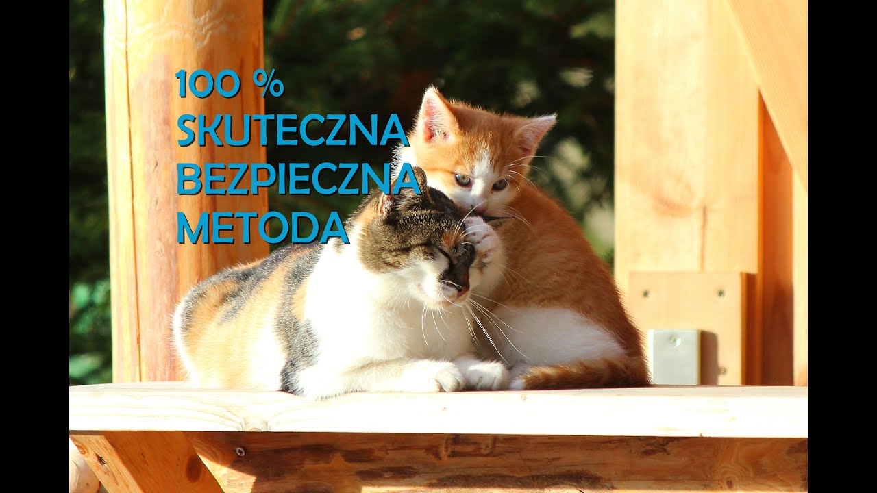 JAK USPOKOIĆ KOTY? JAK OPANOWAĆ AGRESYWNE KOTY ? 100% BEZPIECZNA SKUTECZNA METODA MUZYKA DLA KOTÓW