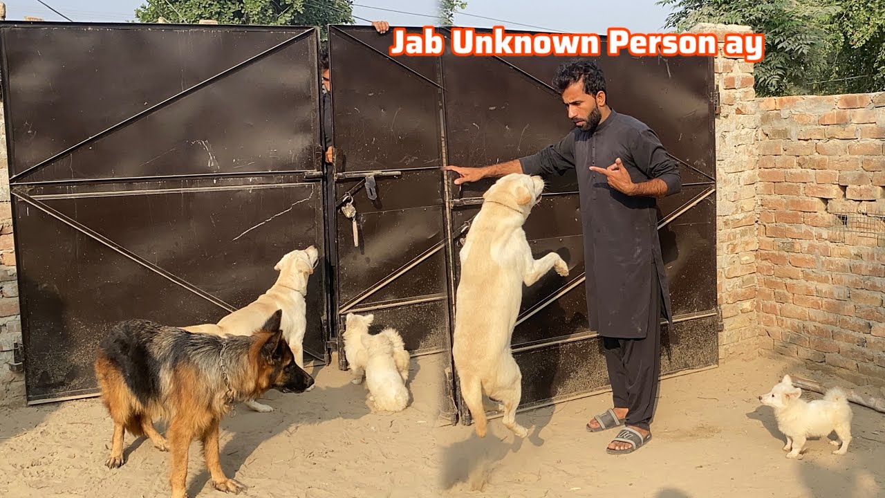 Dog Reaction unknown Person ko dakh k 🐕 Labra Dog Training 