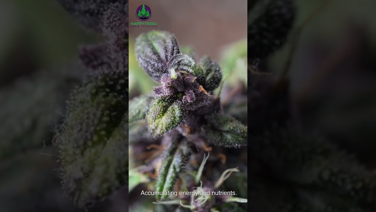 Where do Buds come from?