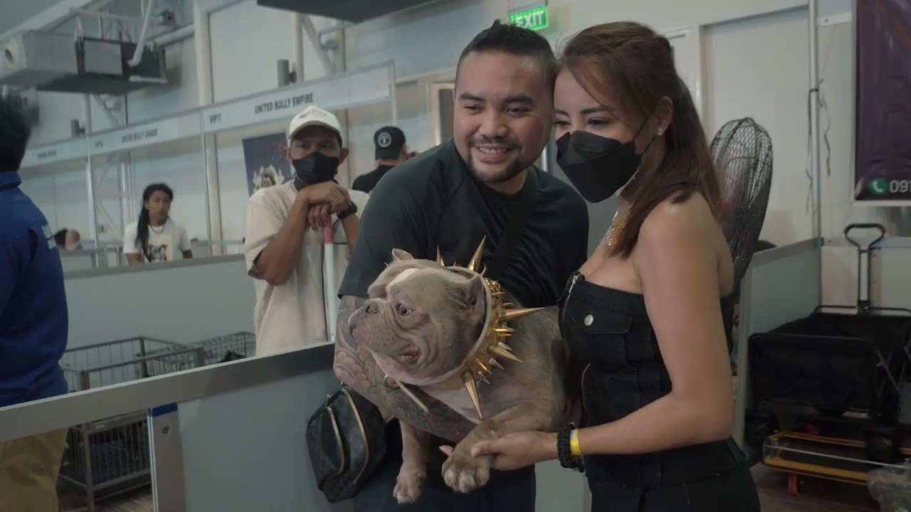 American Bully | USBR IBBC Bully Show