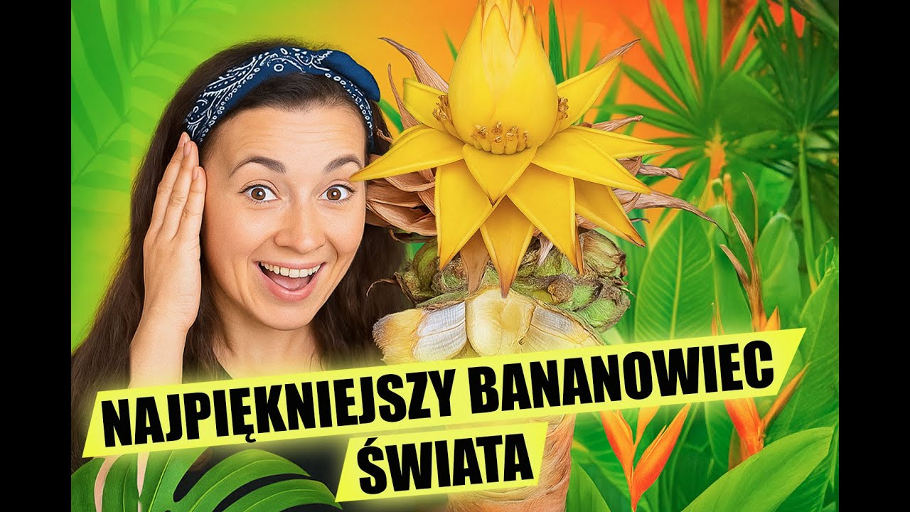 Kwitnie jak z bajki… i musisz ją mieć! Bananowiec Złoty Lotos. 