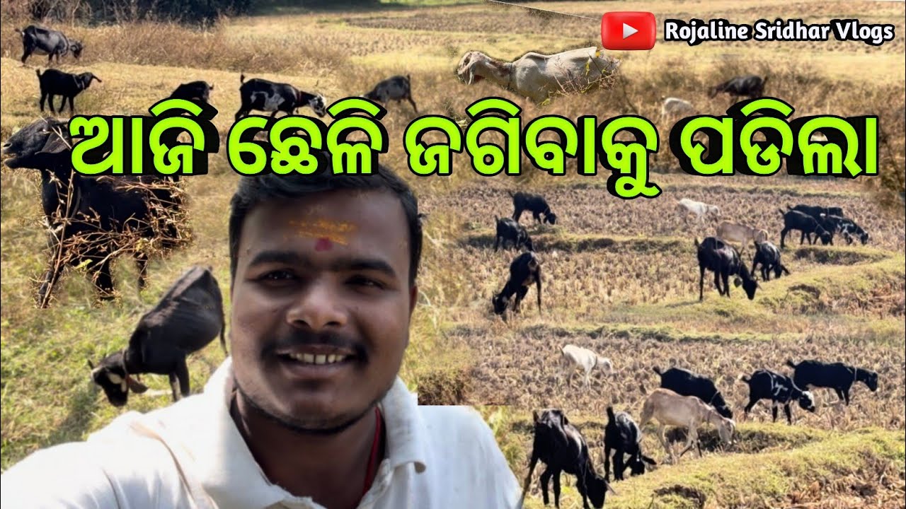 ଆଜି ଛେଳି ଜଗିବାକୁ ପଡିଲା ଖରାରେ / Rojaline Sridhar Vlogs 