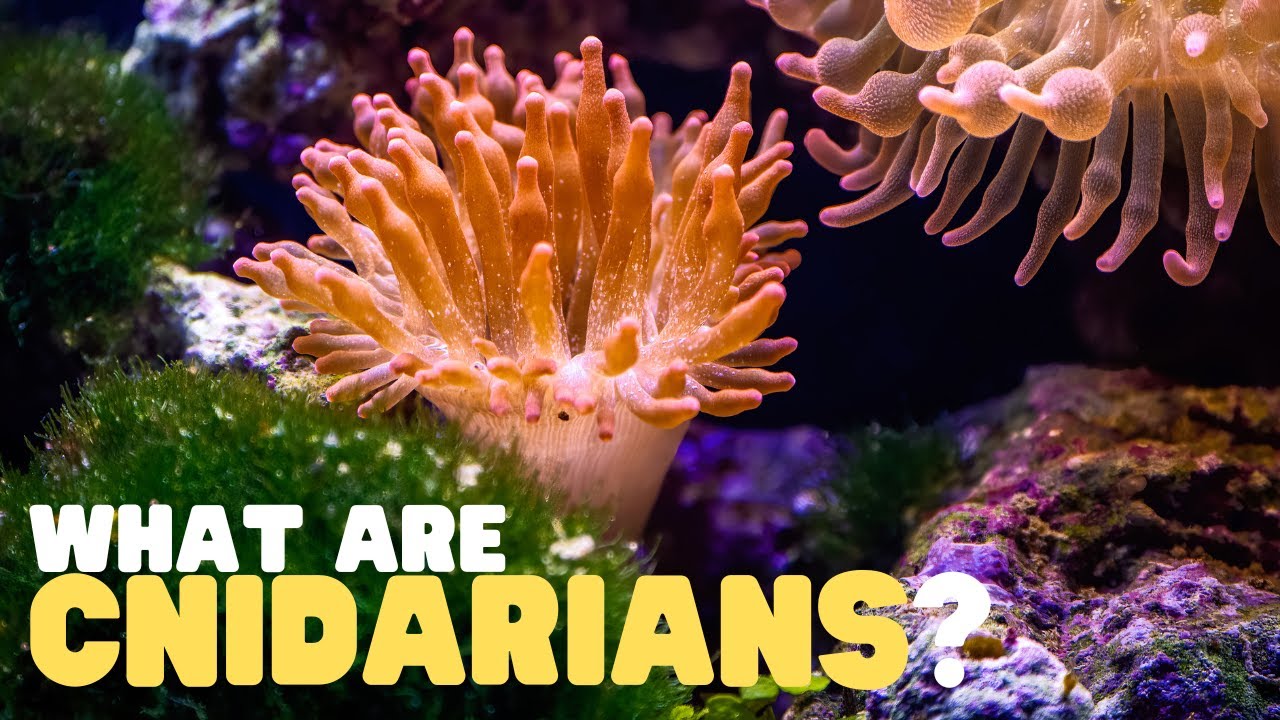 What Are Cnidarians? | Learn all about the phylum of jellyfish, coral reefs, sea anemones, and more!