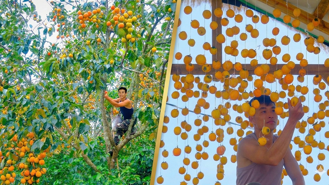 Harvest Persimmons And The Process Of Making Dried Hanging Persimmons – Excitedly Waiting For Result
