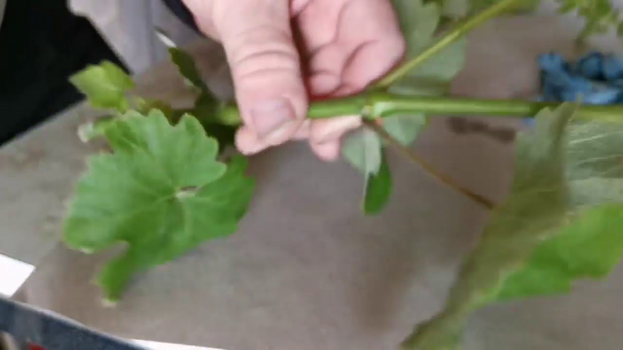 INNESTO VERDE VITE