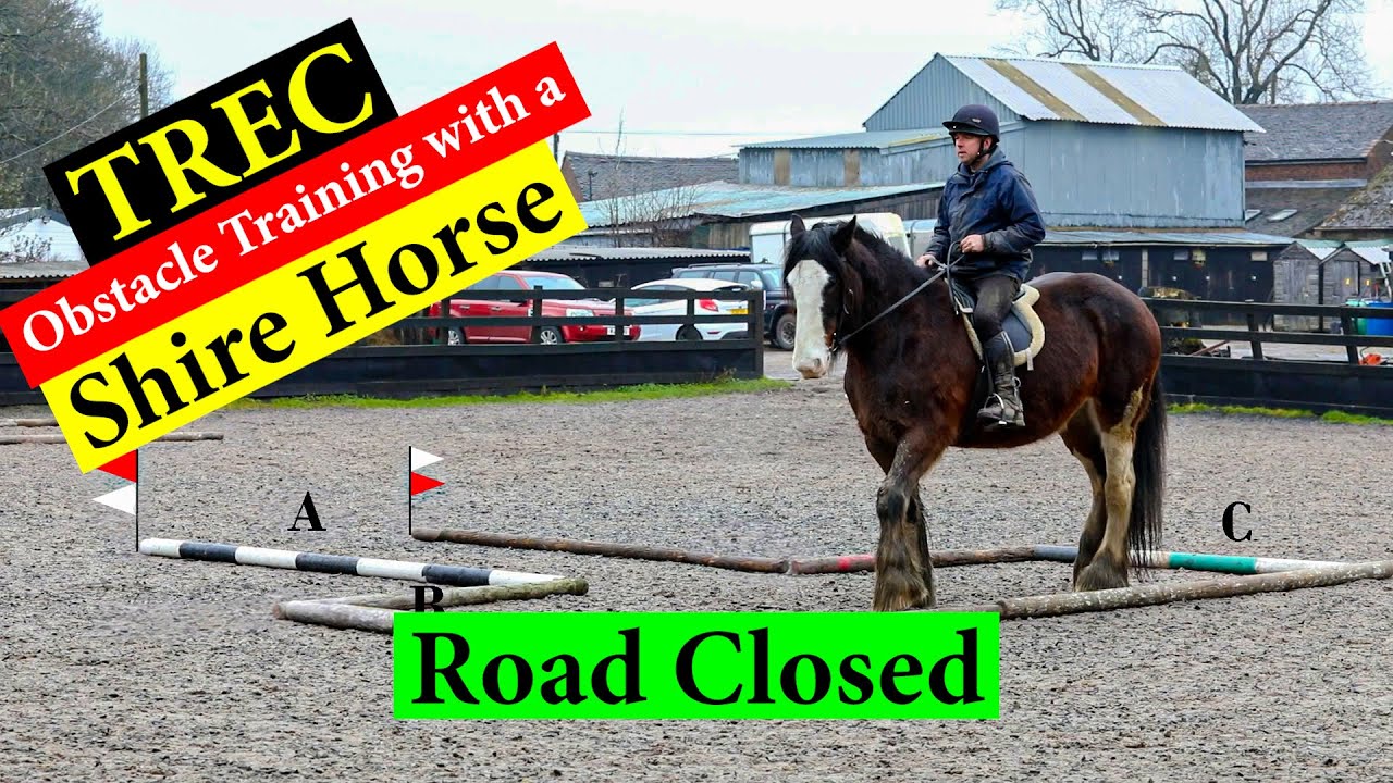 TREC Training: Road Closed Obstacle  In‑Hand & Ridden with Jodie the Shirehorse