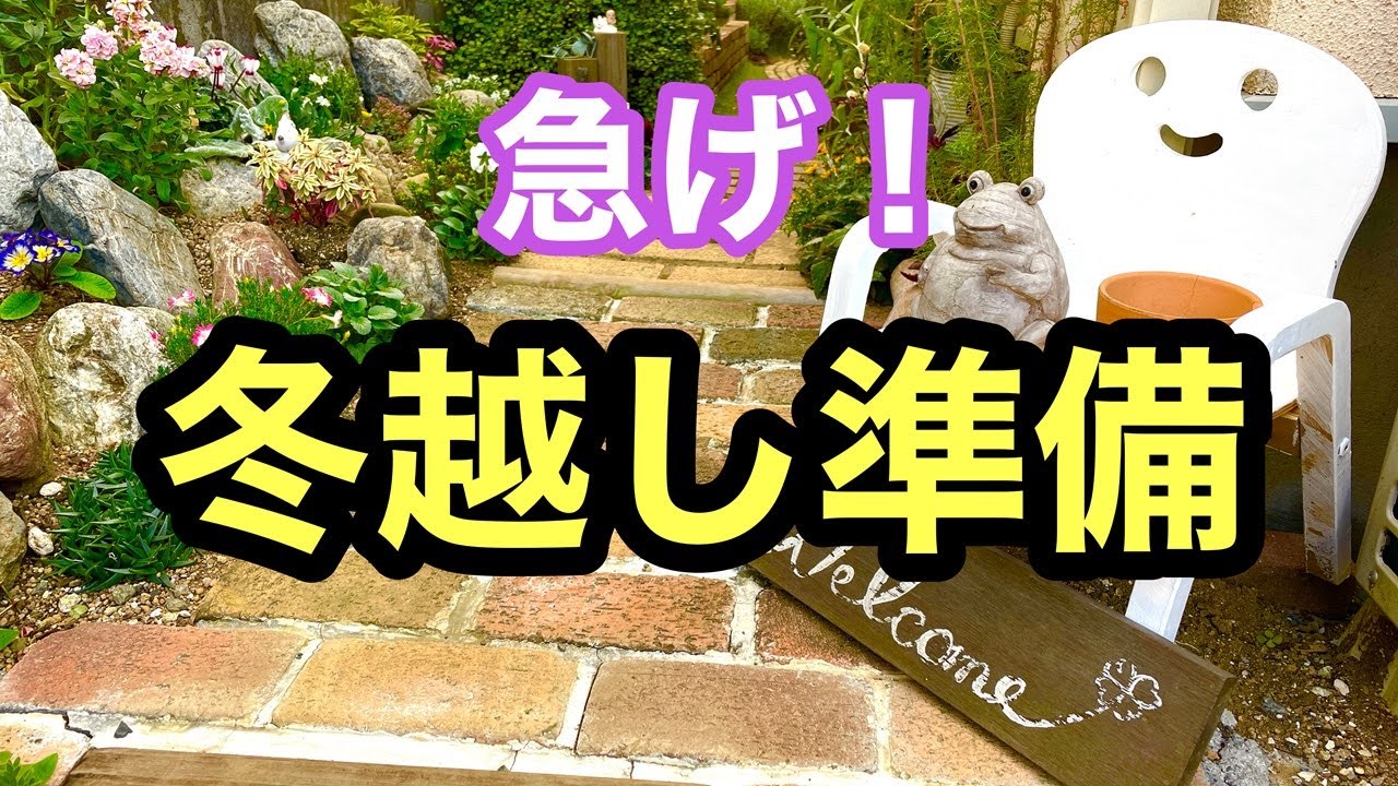 【ガーデニングを楽しもう！】寒さに弱い株の堀り上げ・切り戻し・水挿し・鉢上げ・室内用棚の設置・・・冬を迎える準備を行う動画です。　#gardening #ガーデニング #flowers #garden
