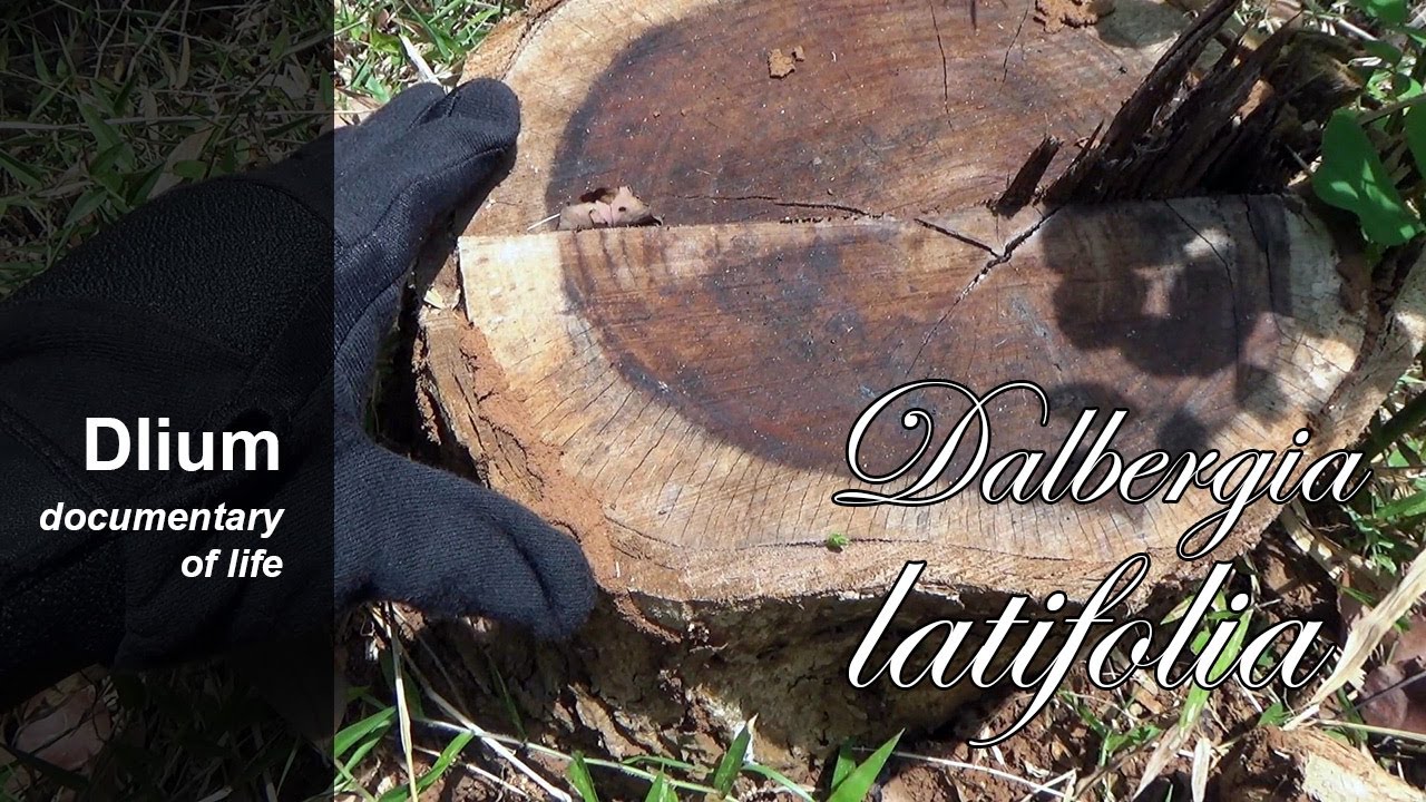 Indian rosewood (Dalbergia latifolia) - part 5