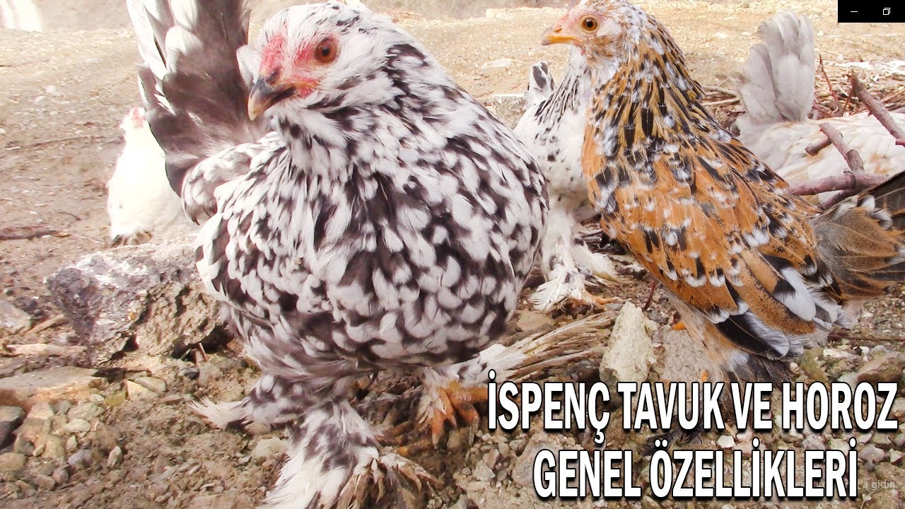 İspen&ccedil; Tavuk ve Horoz Genel &Ouml;zellikleri - Standartları