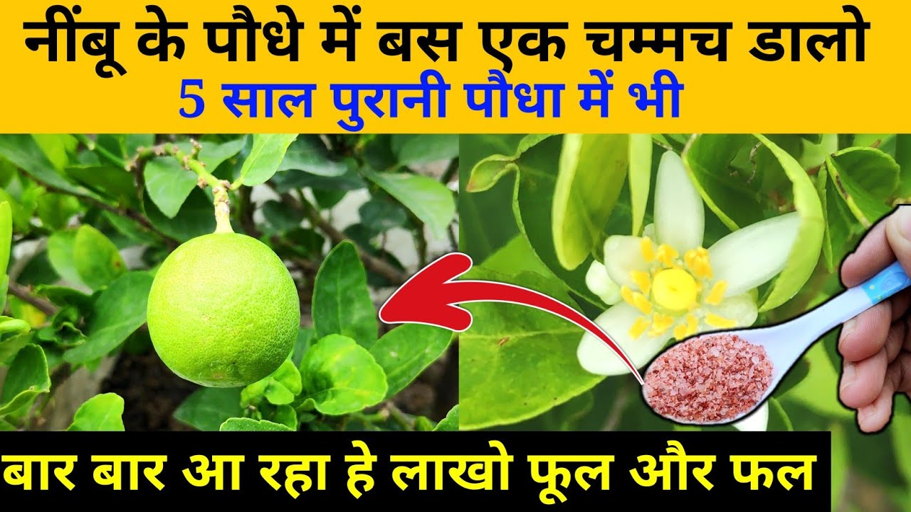 homemade organic fertilizer for lemon/lemon plant care tips/nimbu ke poudhe ka best khad #lemon