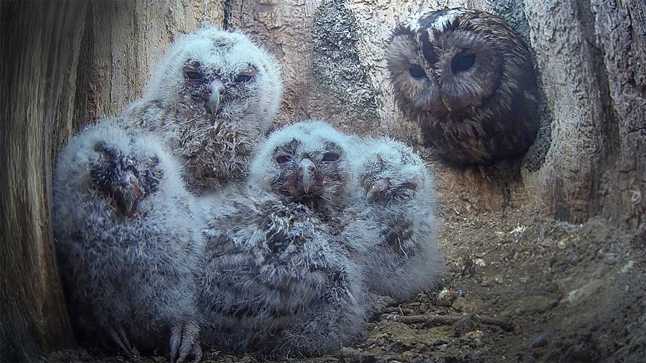 How Tawny Owlets Spend Their Time When They're Only 19 Days Old | 24 Hr Timelapse | Robert E Fuller